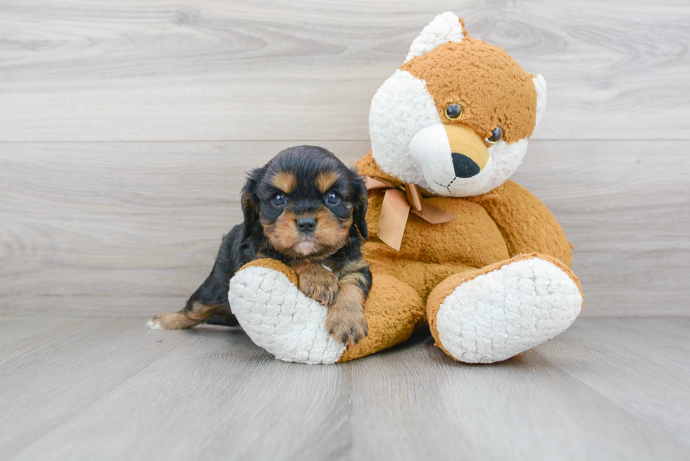 Hypoallergenic Cavalier King Charles Spaniel Purebred Pup