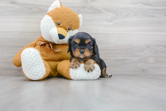 Cute Cavalier King Charles Spaniel Purebred Puppy