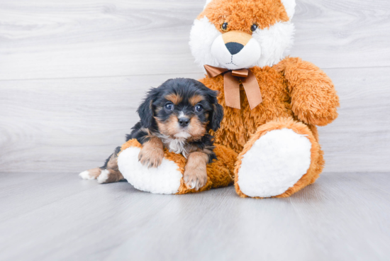 Happy Cavalier King Charles Spaniel Purebred Puppy