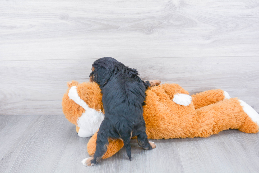 Playful Cavalier King Charles Spaniel Purebred Pup