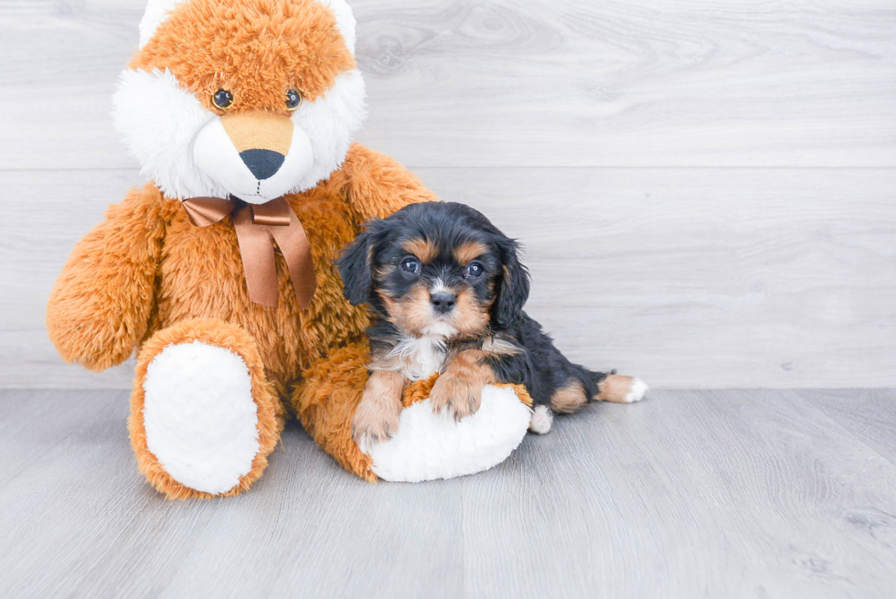 Best Cavalier King Charles Spaniel Baby