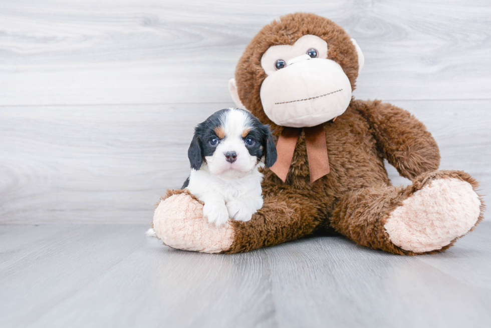 Little Cavalier King Charles Spaniel Baby