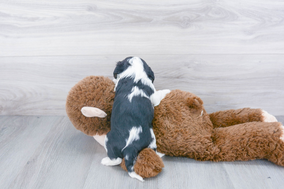 Sweet Cavalier King Charles Spaniel Purebred Puppy