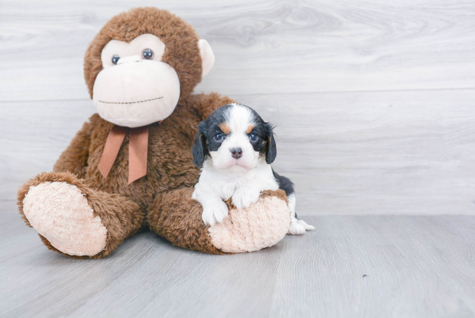 Playful Cavalier King Charles Spaniel Baby