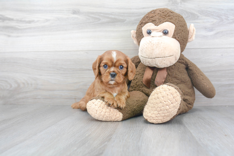 Cavalier King Charles Spaniel Pup Being Cute