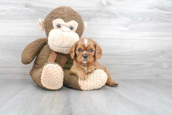 Playful Cavalier King Charles Spaniel Baby