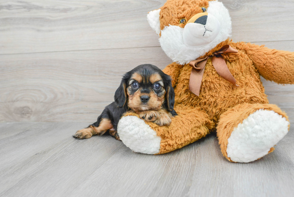 Little Cavalier King Charles Spaniel Baby