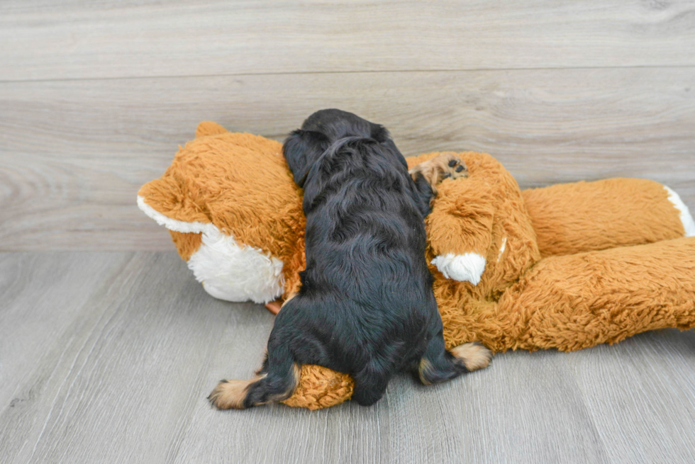 Smart Cavalier King Charles Spaniel Purebred Puppy