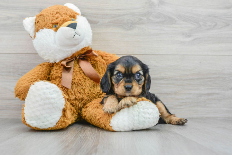 Little Cavalier King Charles Spaniel Baby