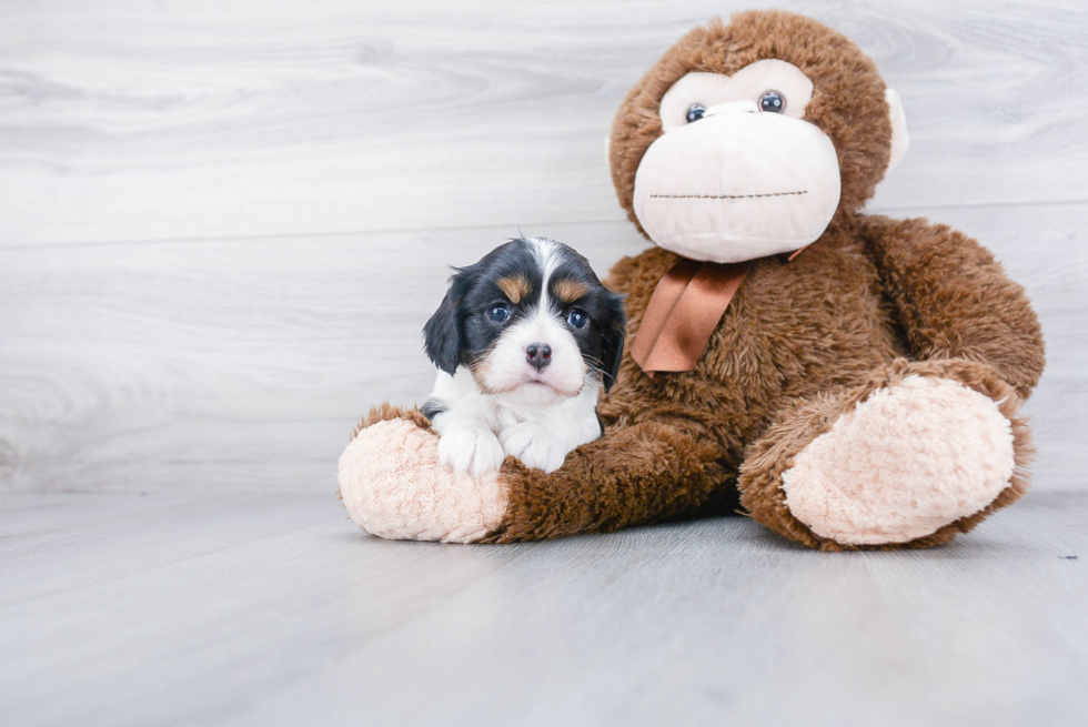 Cavalier King Charles Spaniel Puppy for Adoption