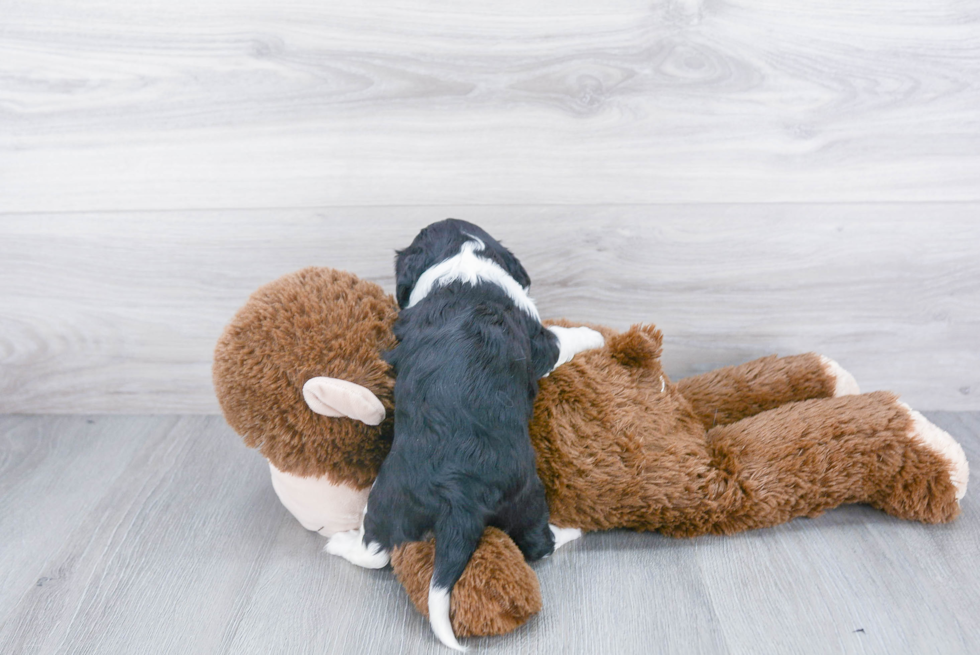 Adorable Cavalier King Charles Spaniel Purebred Puppy