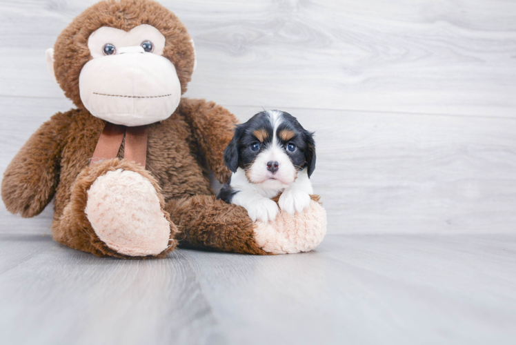 Energetic Cavalier King Charles Spaniel Purebred Puppy