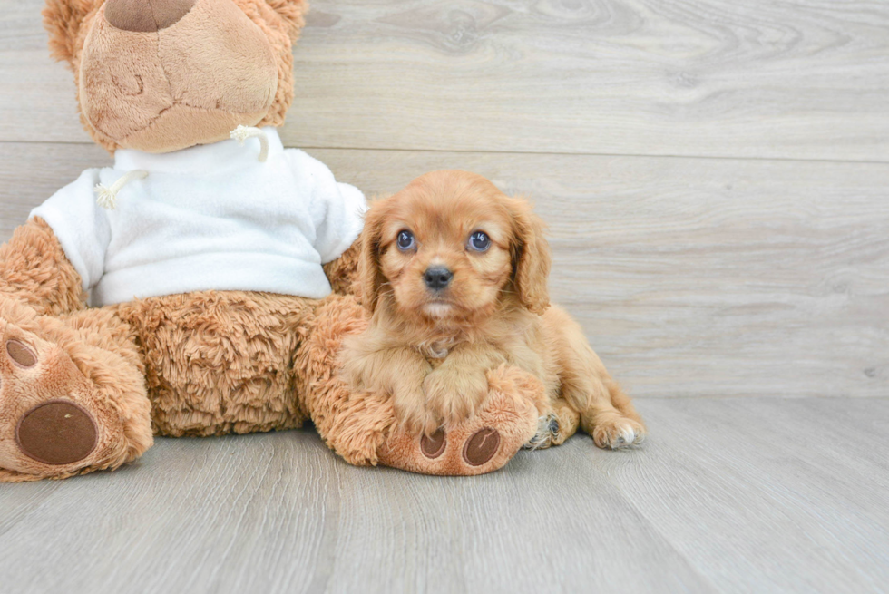 Cavalier King Charles Spaniel Pup Being Cute