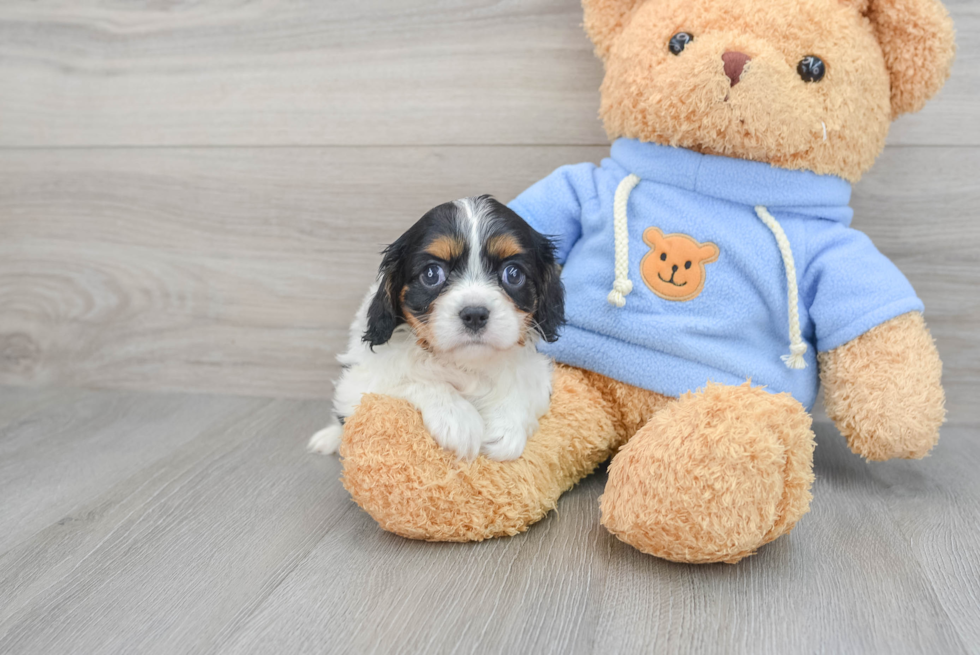 Best Cavalier King Charles Spaniel Baby