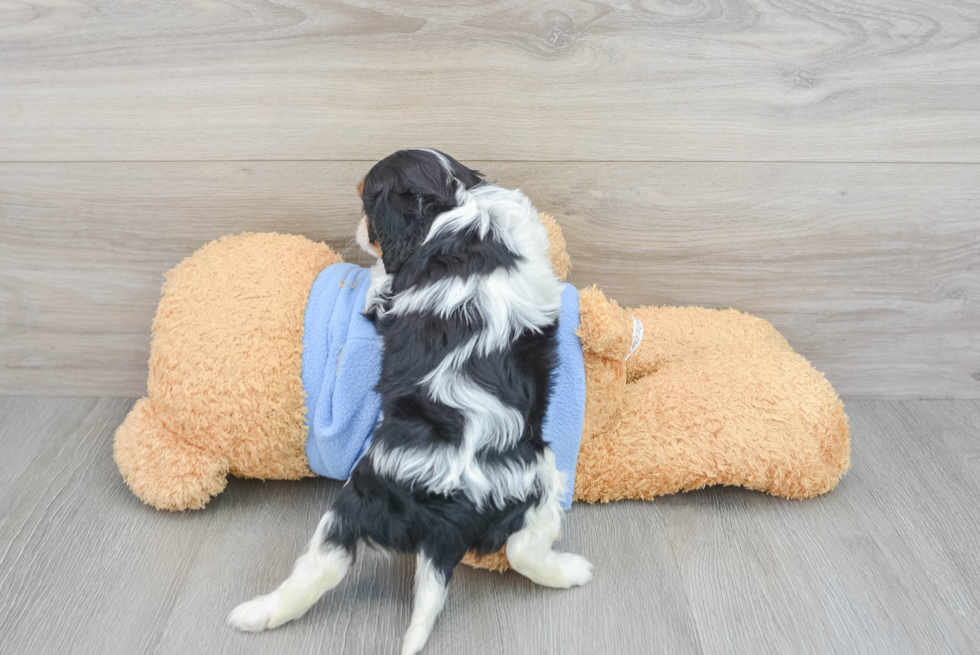 Hypoallergenic Cavalier King Charles Spaniel Baby