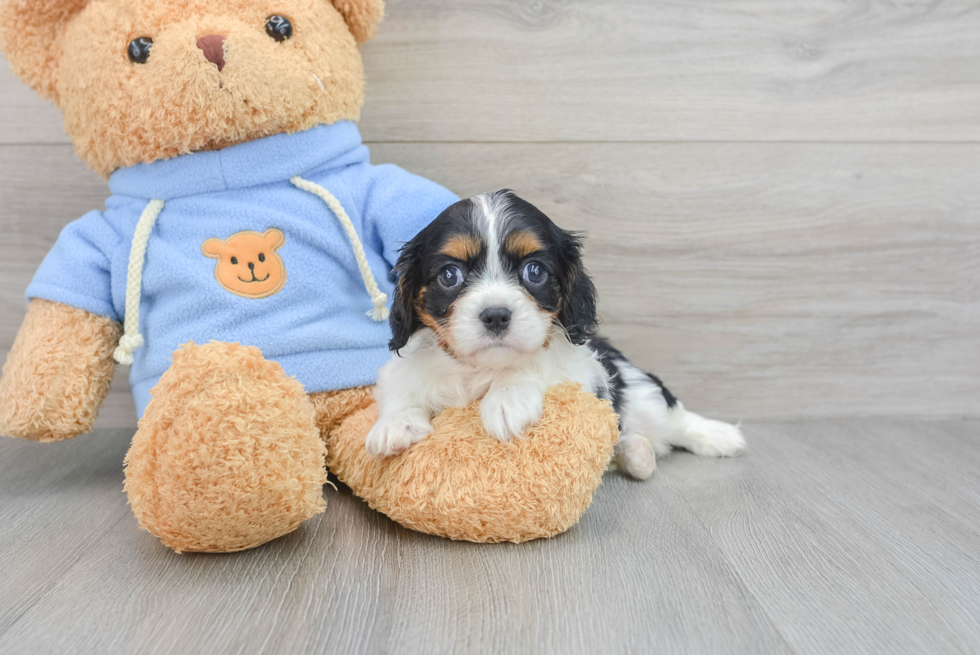 Sweet Cavalier King Charles Spaniel Purebred Puppy