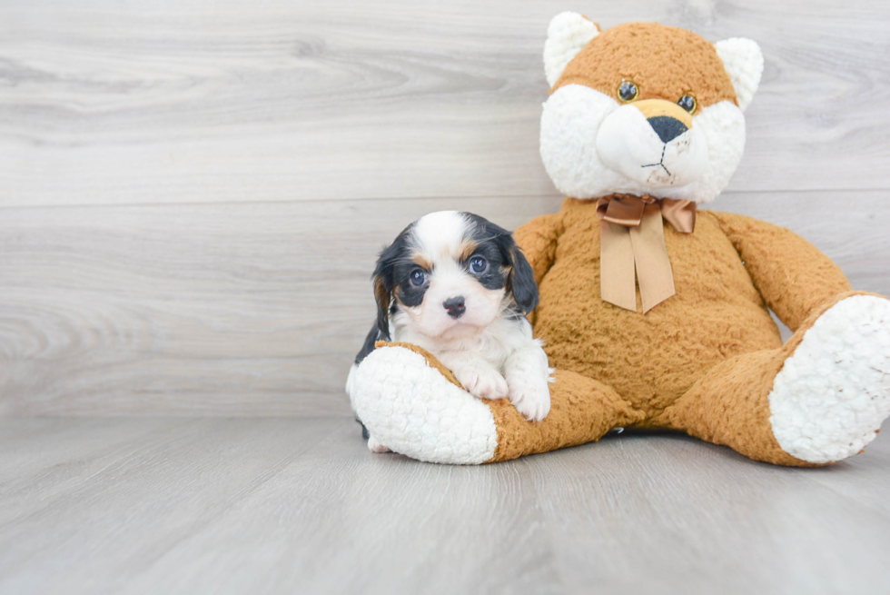 Playful Cavalier King Charles Spaniel Purebred Pup