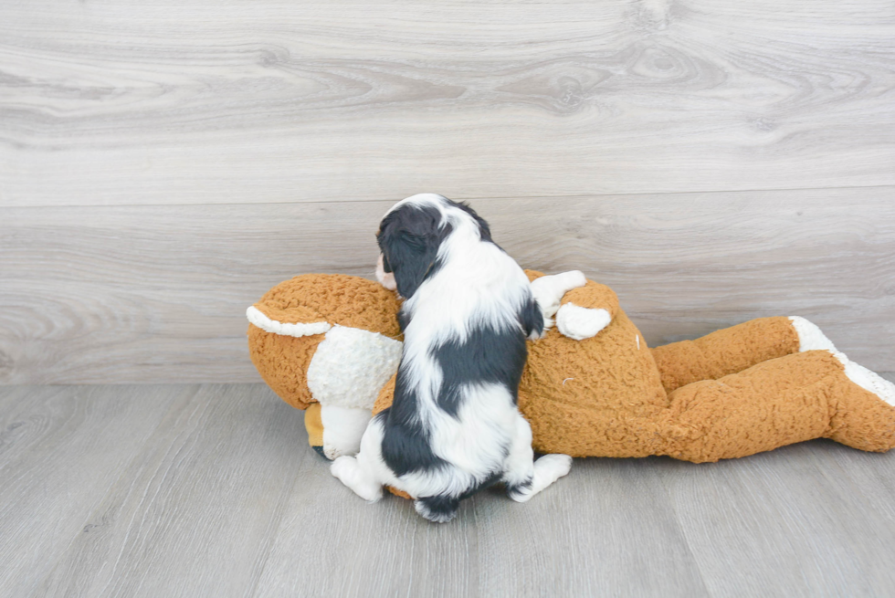 Small Cavalier King Charles Spaniel Baby