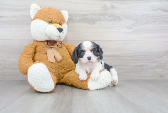 Cavalier King Charles Spaniel Pup Being Cute