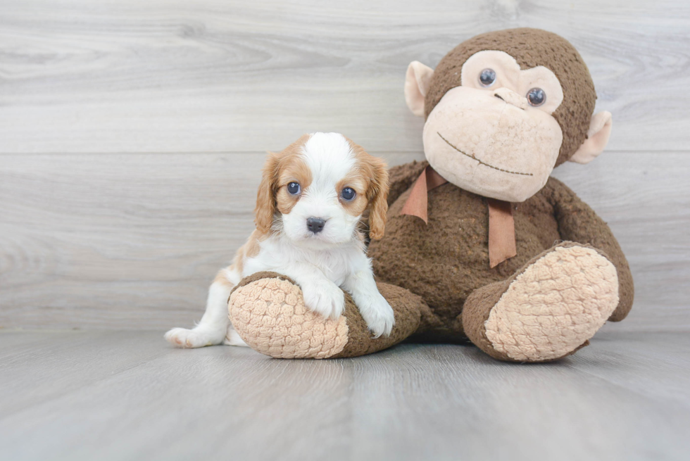 Cavalier King Charles Spaniel Puppy for Adoption