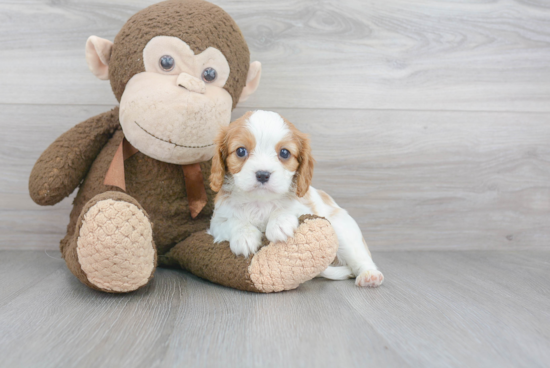 Cavalier King Charles Spaniel Puppy for Adoption