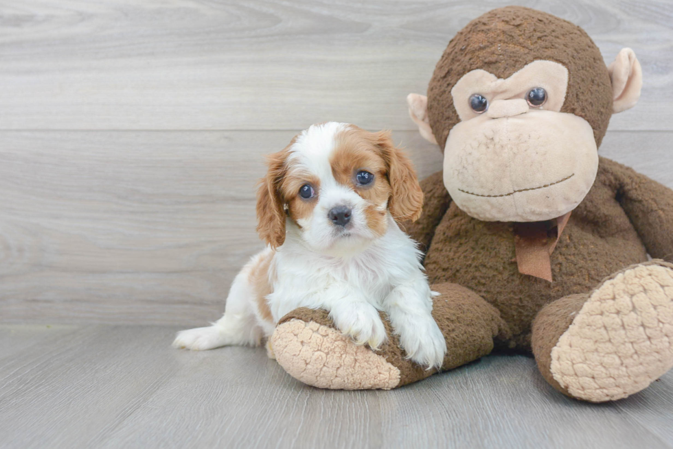 Cavalier King Charles Spaniel Pup Being Cute