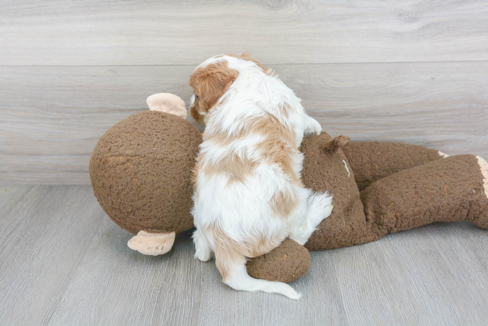 Adorable Cavalier King Charles Spaniel Purebred Puppy