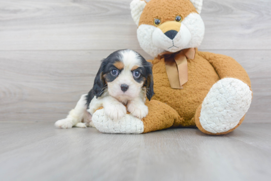 Popular Cavalier King Charles Spaniel Baby