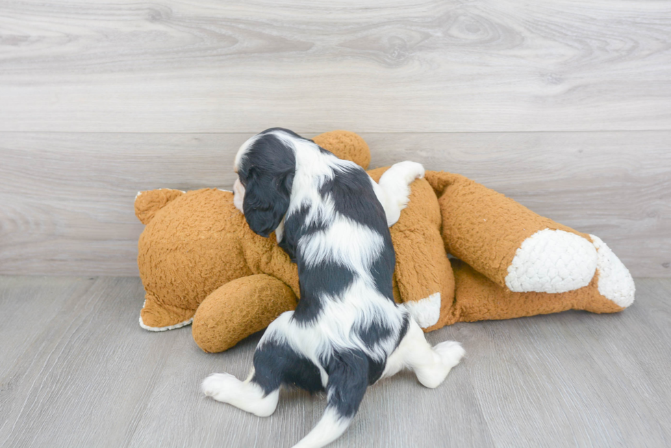 Sweet Cavalier King Charles Spaniel Purebred Puppy