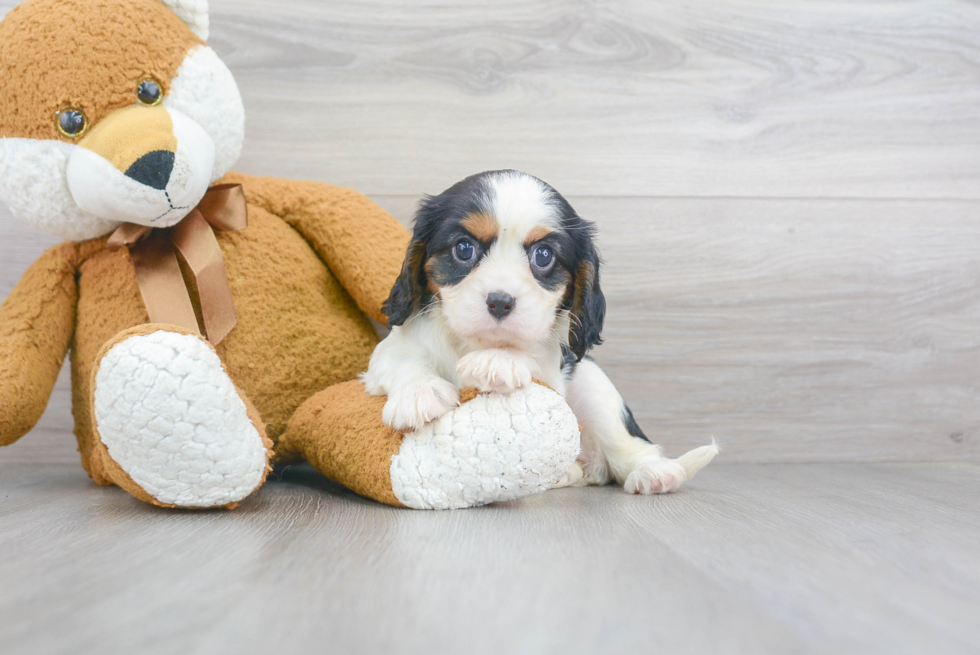 Cavalier King Charles Spaniel Pup Being Cute