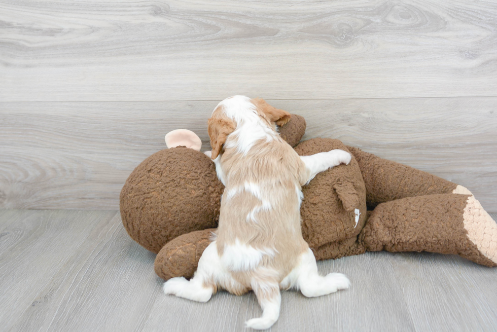 Cavalier King Charles Spaniel Puppy for Adoption