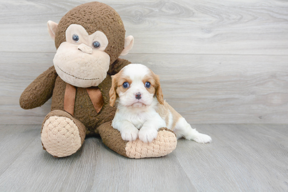 Cavalier King Charles Spaniel Puppy for Adoption