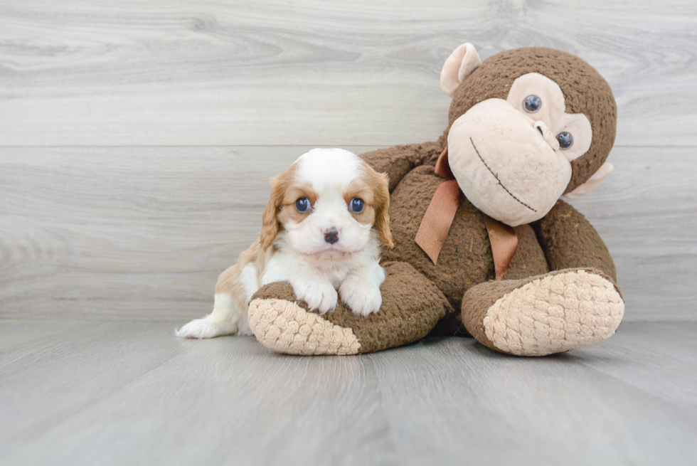 Best Cavalier King Charles Spaniel Baby