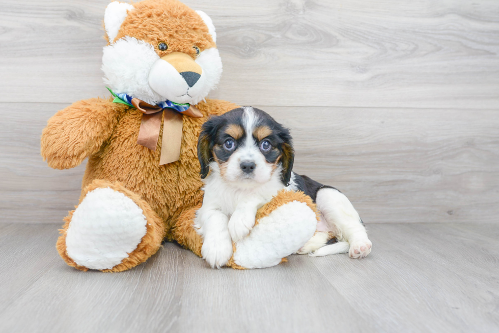 Cavalier King Charles Spaniel Puppy for Adoption