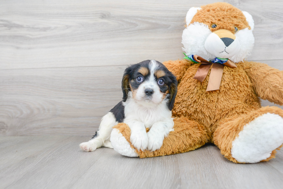 Cavalier King Charles Spaniel Pup Being Cute