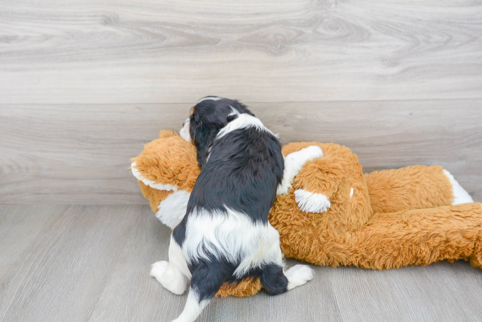 Adorable Cavalier King Charles Spaniel Purebred Puppy