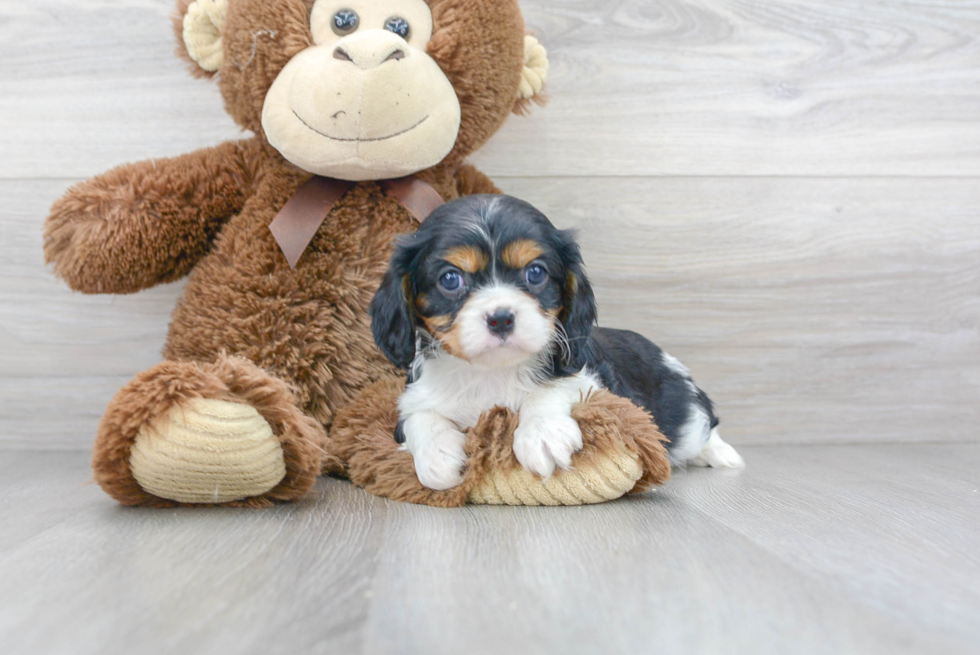 Best Cavalier King Charles Spaniel Baby