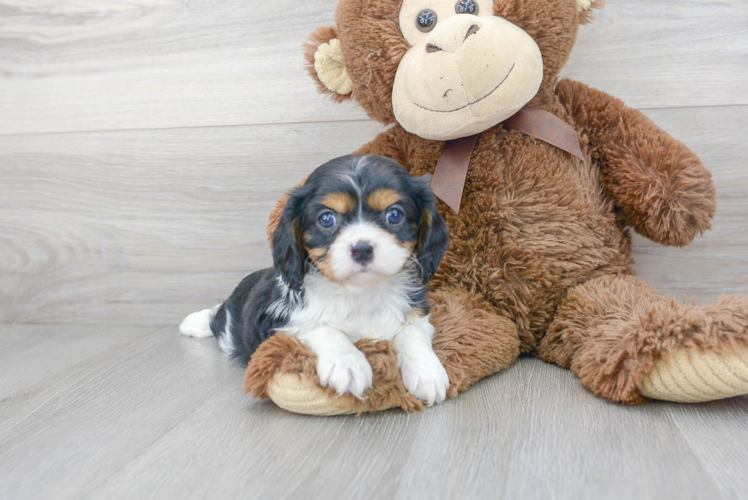 Best Cavalier King Charles Spaniel Baby