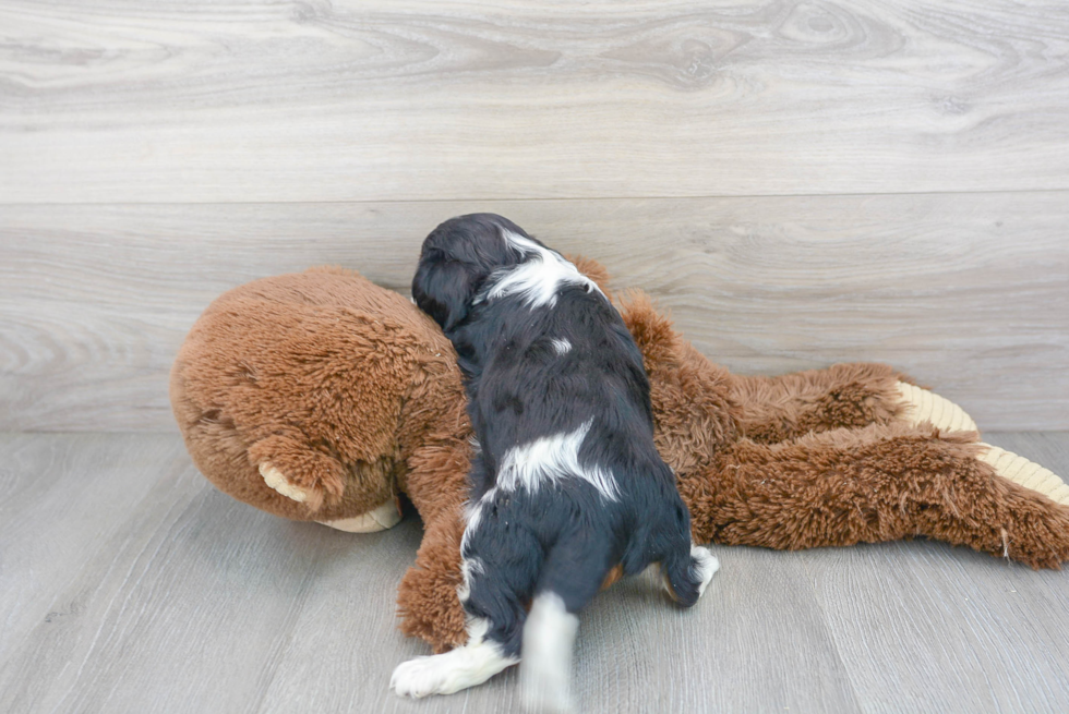 Playful Cavalier King Charles Spaniel Purebred Pup