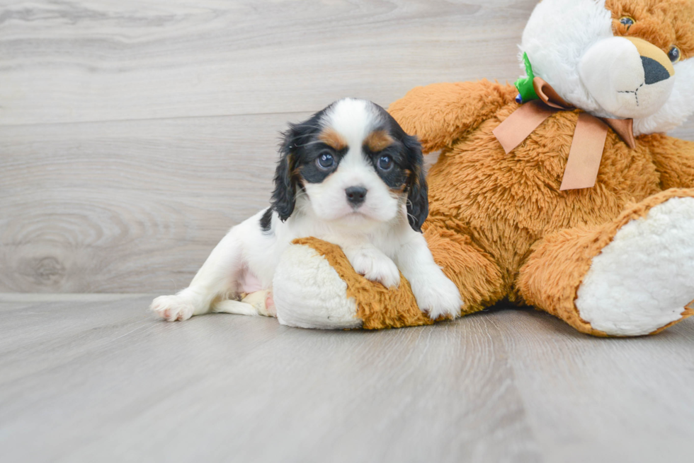 Best Cavalier King Charles Spaniel Baby