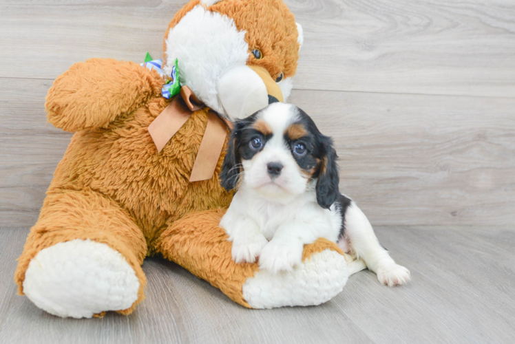 Cavalier King Charles Spaniel Pup Being Cute