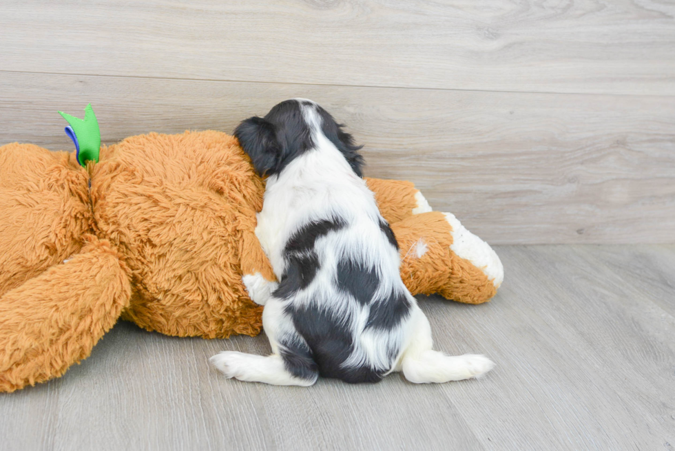 Happy Cavalier King Charles Spaniel Purebred Puppy