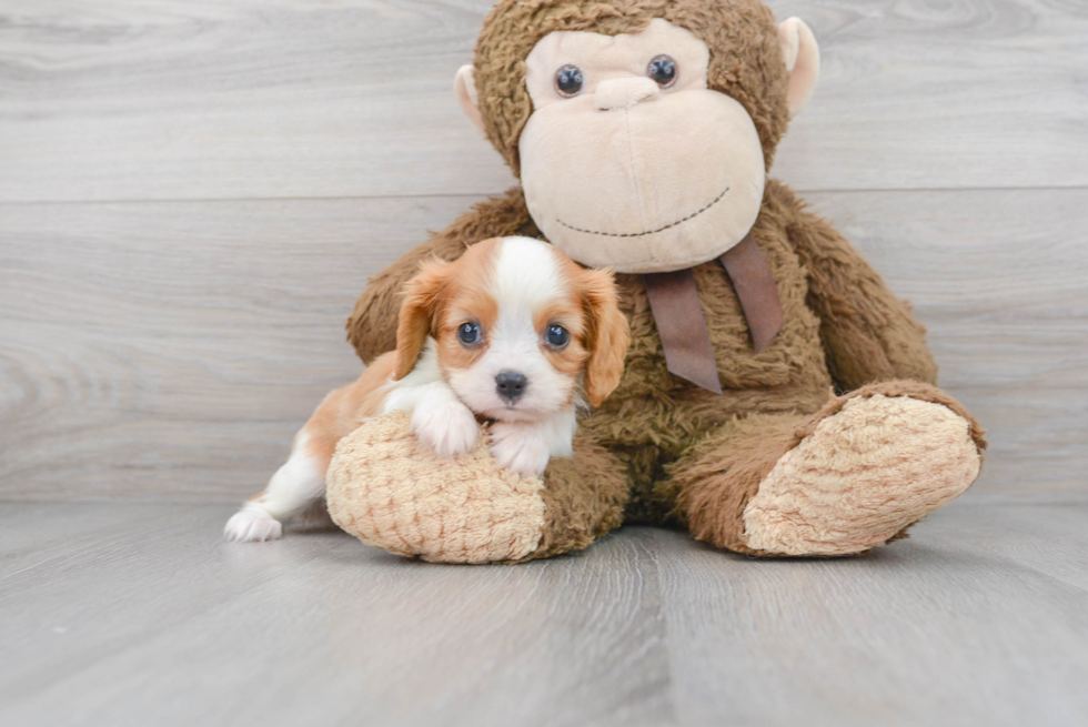 Smart Cavalier King Charles Spaniel Purebred Puppy