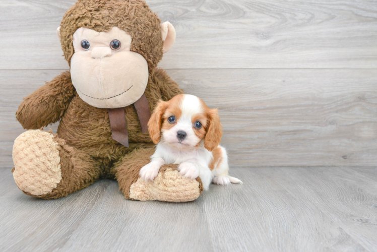 Cavalier King Charles Spaniel Puppy for Adoption