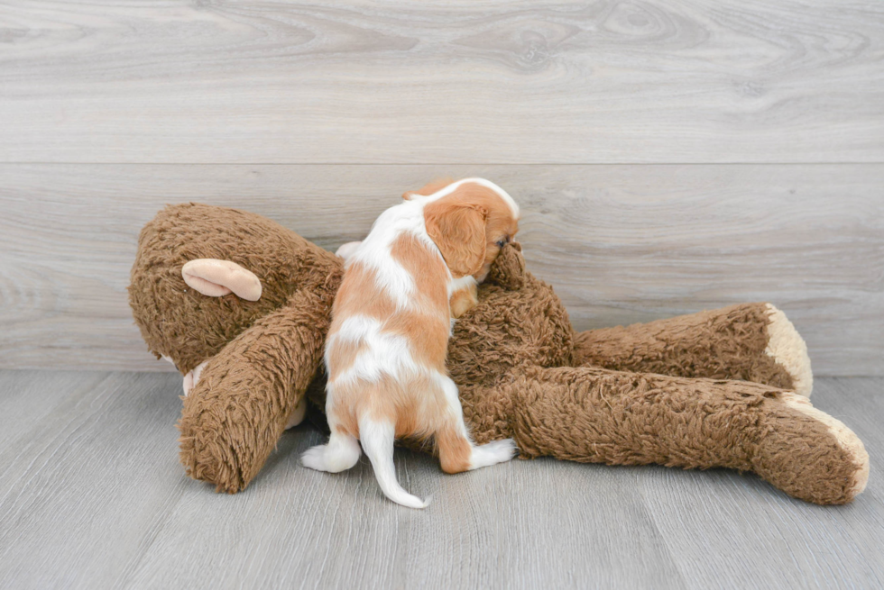 Playful Cavalier King Charles Spaniel Baby