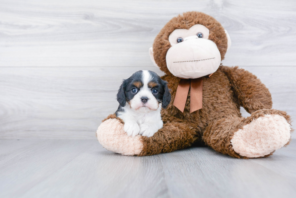 Funny Cavalier King Charles Spaniel Purebred Pup