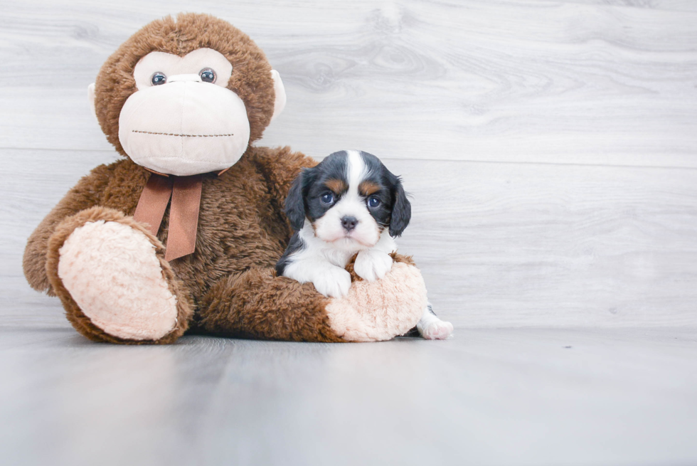 Best Cavalier King Charles Spaniel Baby