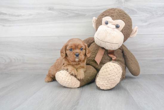 Happy Cavalier King Charles Spaniel Purebred Puppy