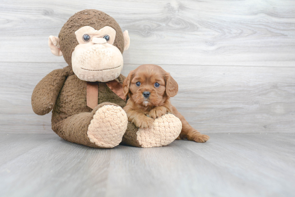 Energetic Cavalier King Charles Spaniel Purebred Puppy