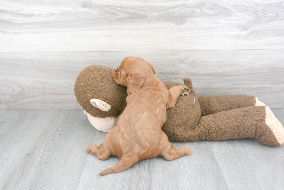 Cavalier King Charles Spaniel Pup Being Cute